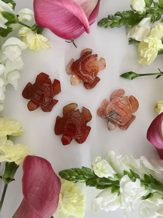 Carnelian Turtle