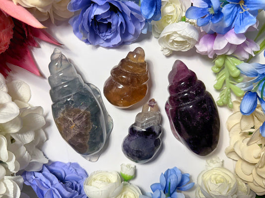Fluorite Conch Crystal Shell