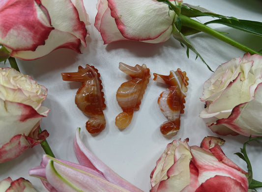 Carnelian Seahorse
