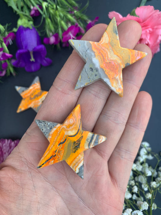 Bumblebee Jasper Stars
