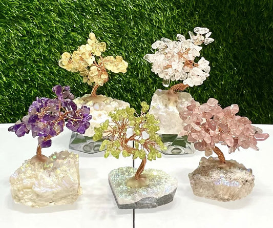 Angel Aura Bonsai Tree